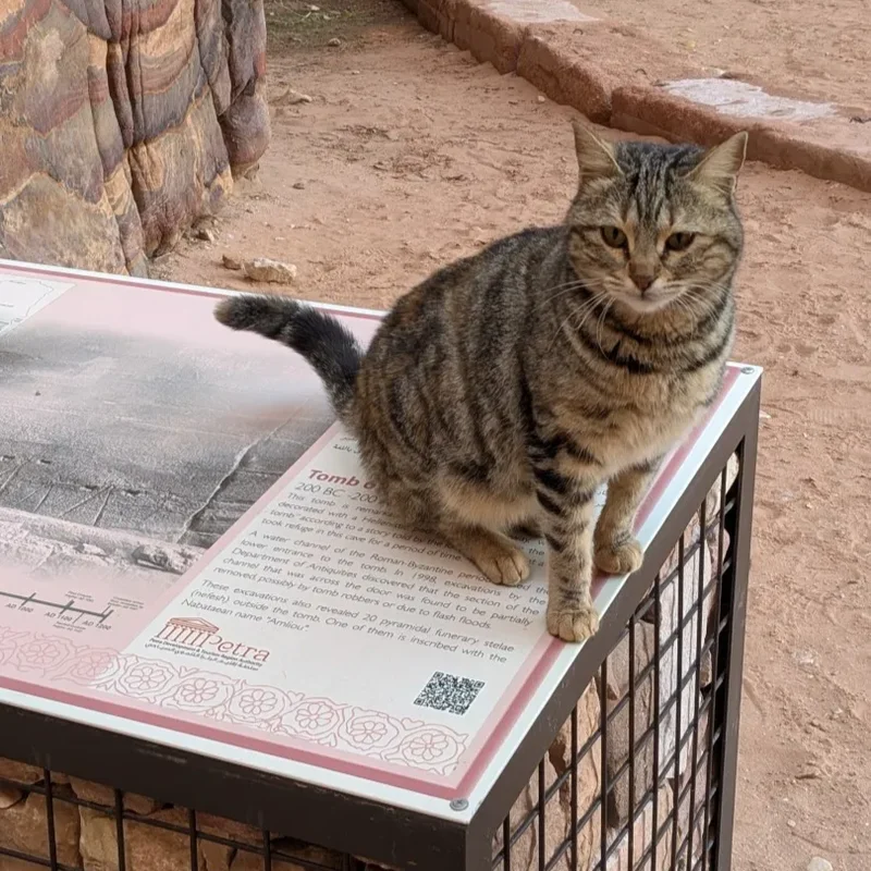 説明文の上に座る猫