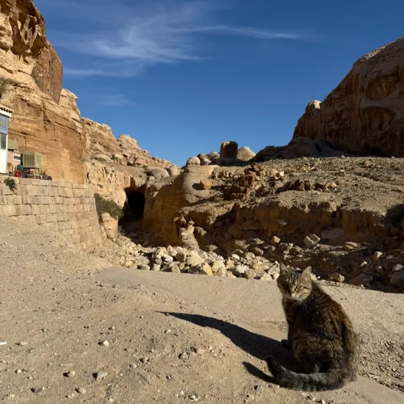 ダム跡と猫