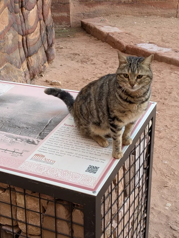 ペトラにいた猫