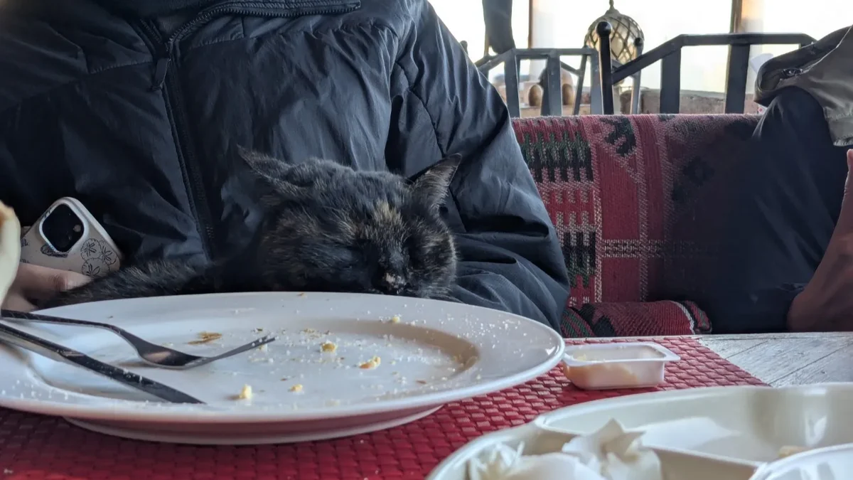 朝食後にやってきた猫