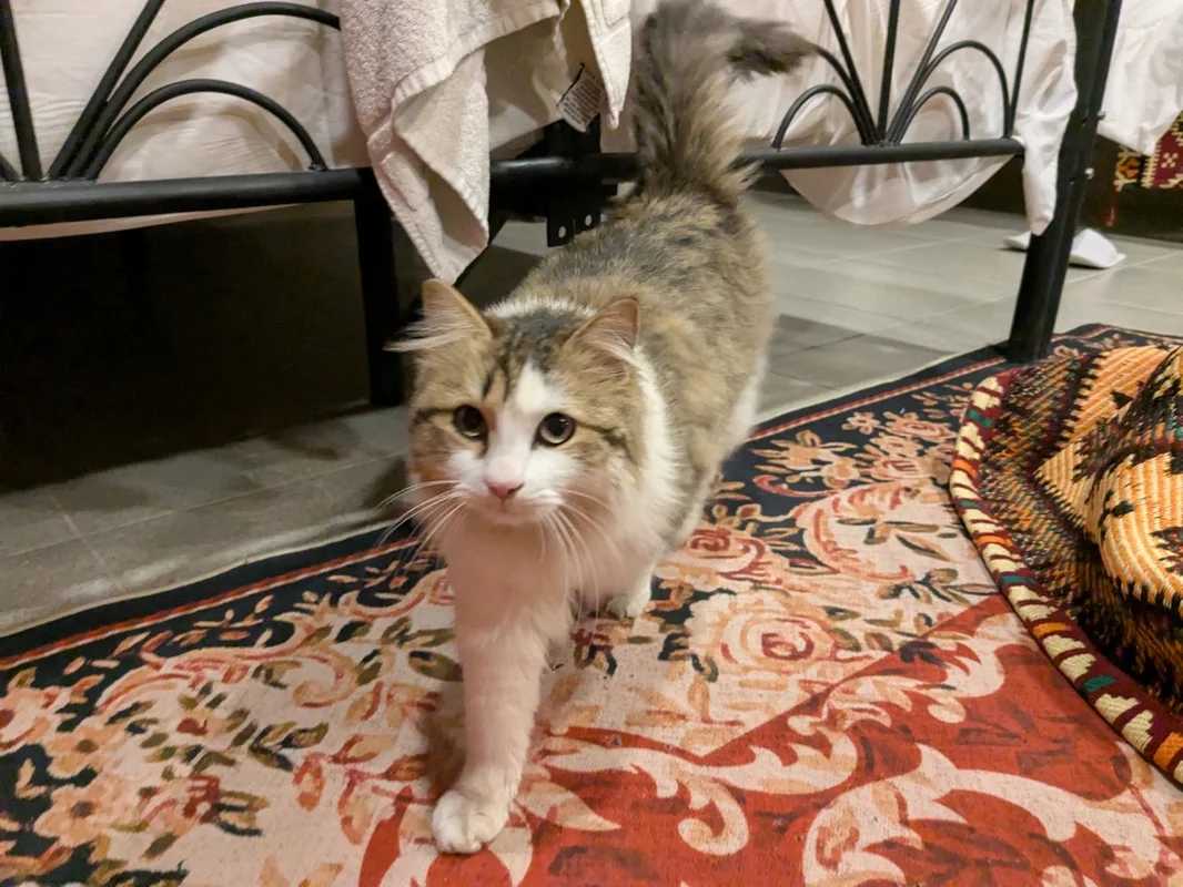 部屋に入ってきた猫