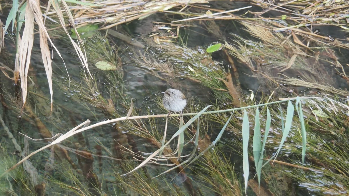 湿地帯にいた野鳥