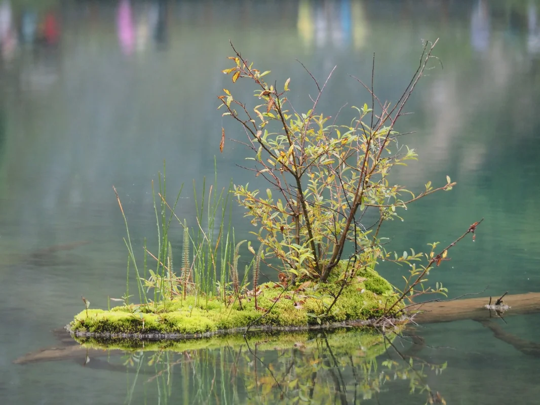 倒木の上に生えている植物