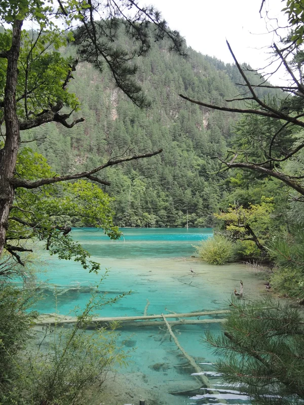 九寨溝の白い湖底と倒木