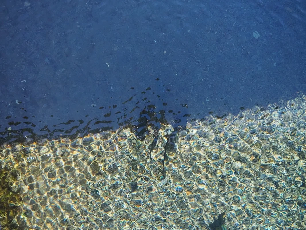 オクサル川にいた魚