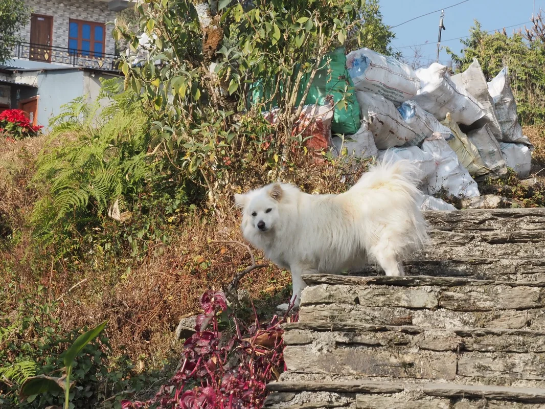 ダンプスにいた犬