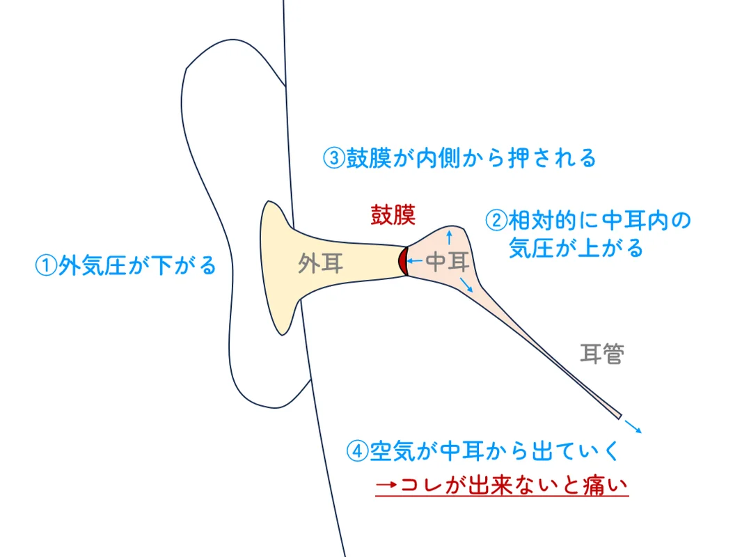耳の構造図（飛行機が上昇するとき）