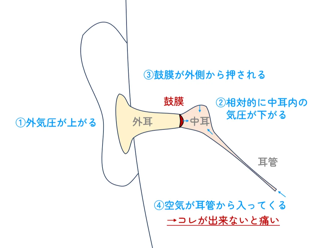 耳の構造図（飛行機が<u>降下</u>するとき）