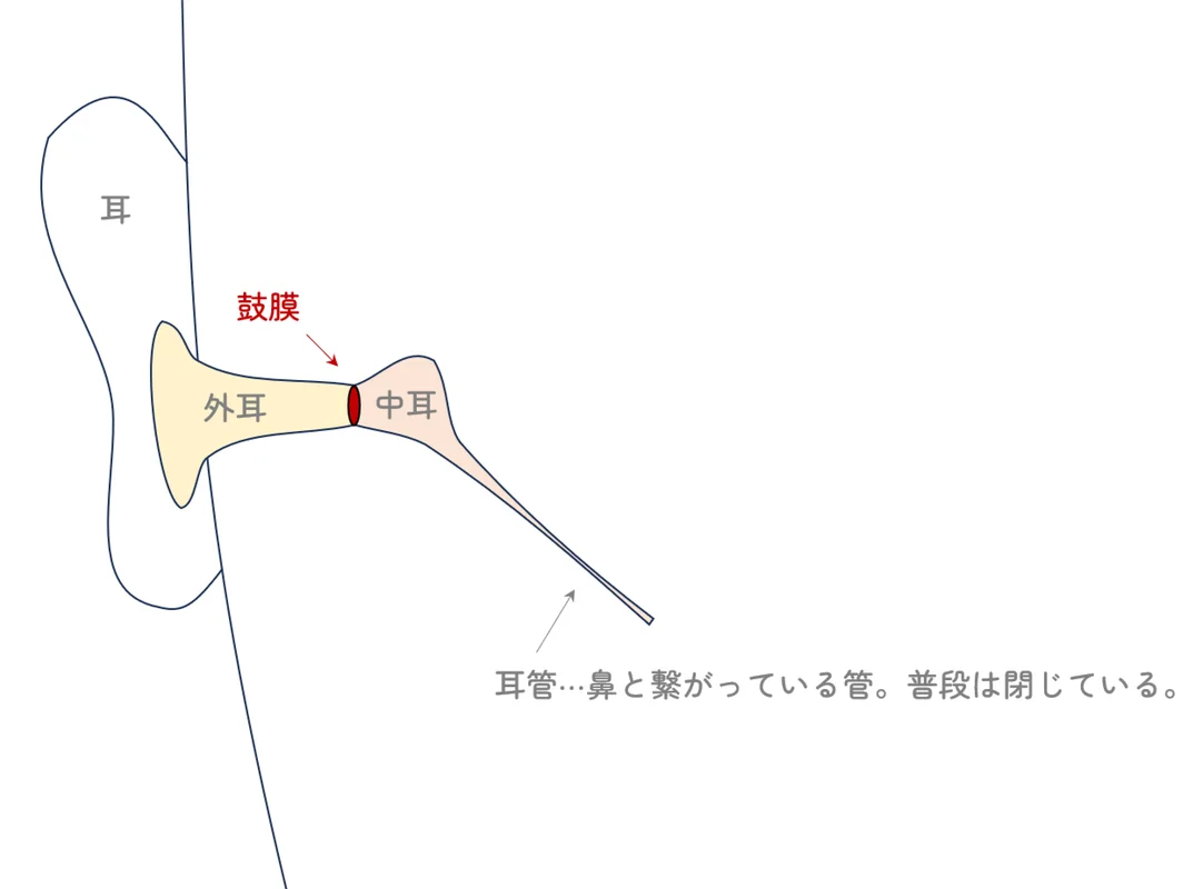 耳の構造図