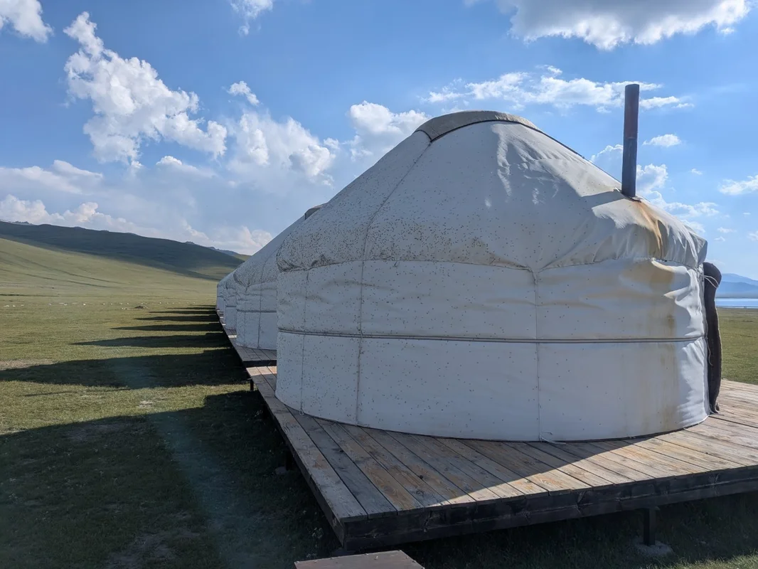 ユルトに止まっている大量の蚊